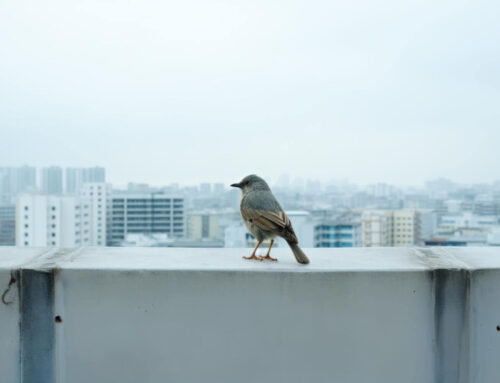 Jak usunąć ptasie odchody z balkonu?