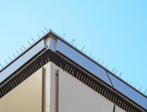 Dlaczego warto zainwestować w trwałe kolce na balkon przeciw gołębiom?