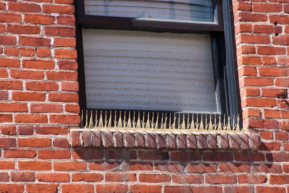 kolce-przeciw-golebiom Kolce przeciw gołębiom